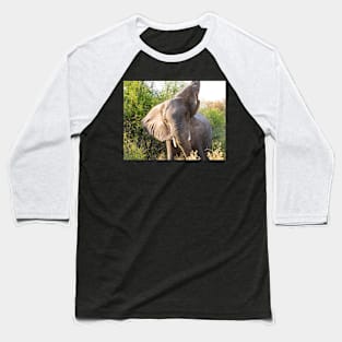 African Bull Elephant in Okavango Delta in Botswana Baseball T-Shirt